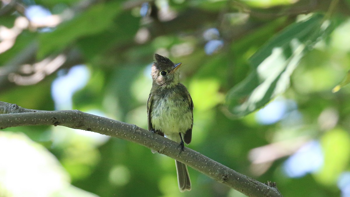 Balsas Sinekkapan - ML640550647