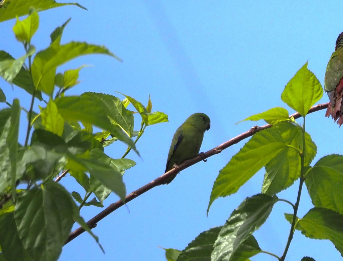 Dusky-billed Parrotlet - ML640550650