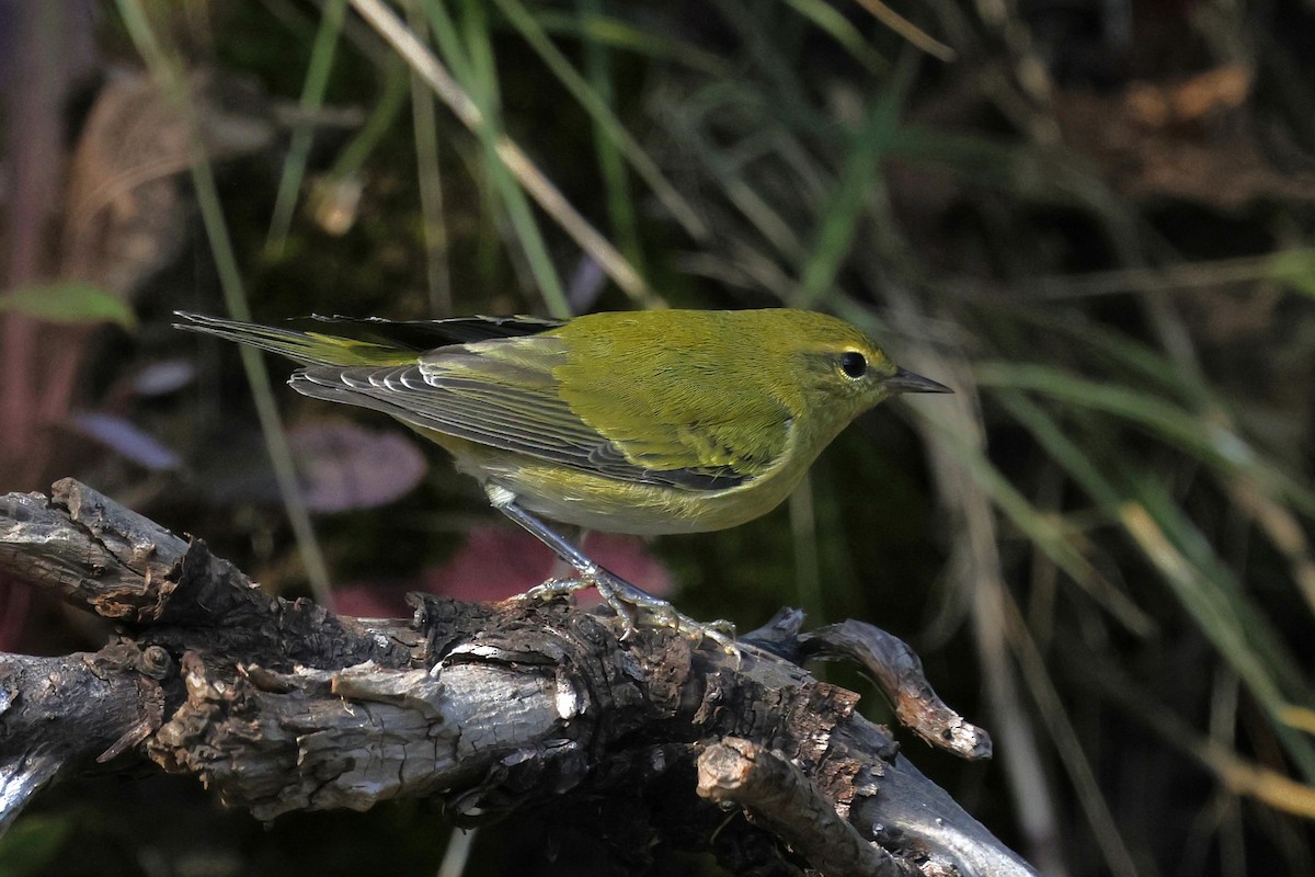 Tennessee Warbler - ML640550756