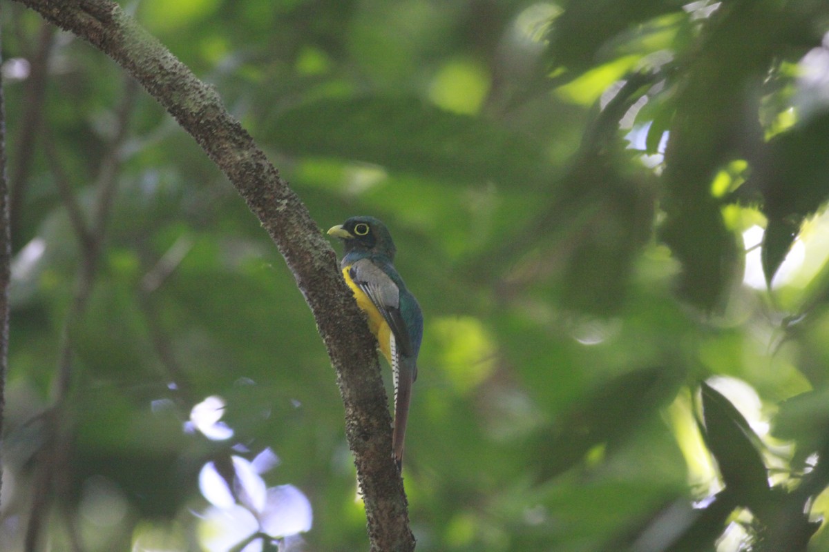 Amazonian Black-throated Trogon - ML640550762