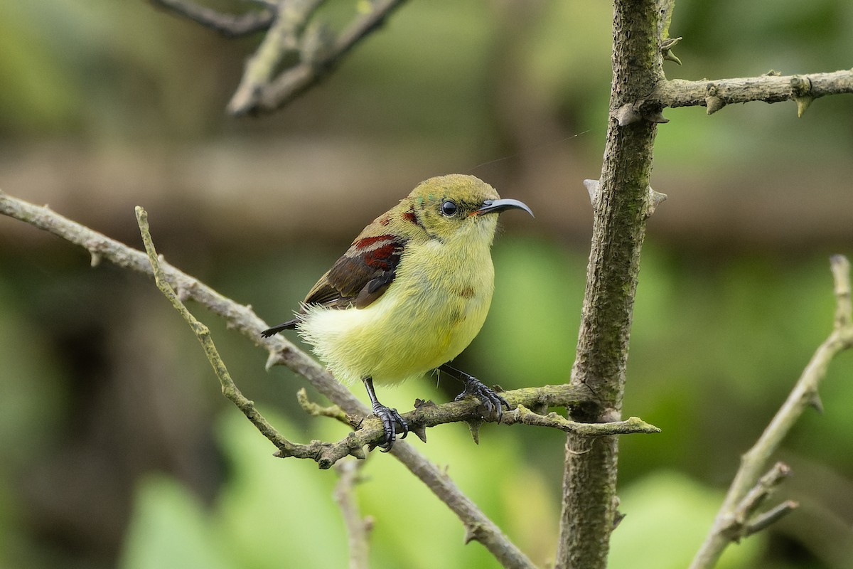 Crimson-backed Sunbird - ML640550771
