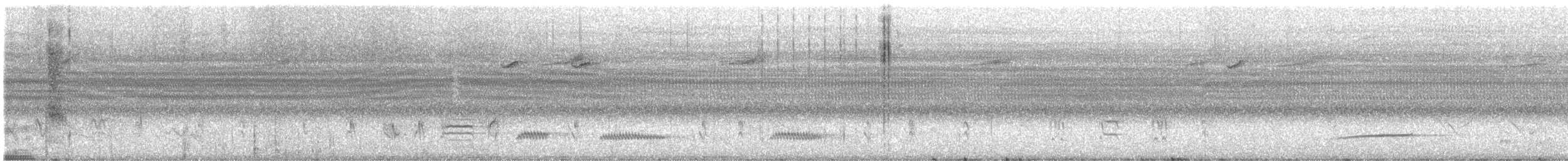 drongo šedobřichý - ML640550826