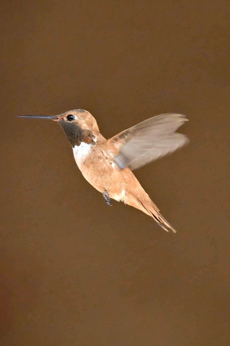 Rufous Hummingbird - ML640551075