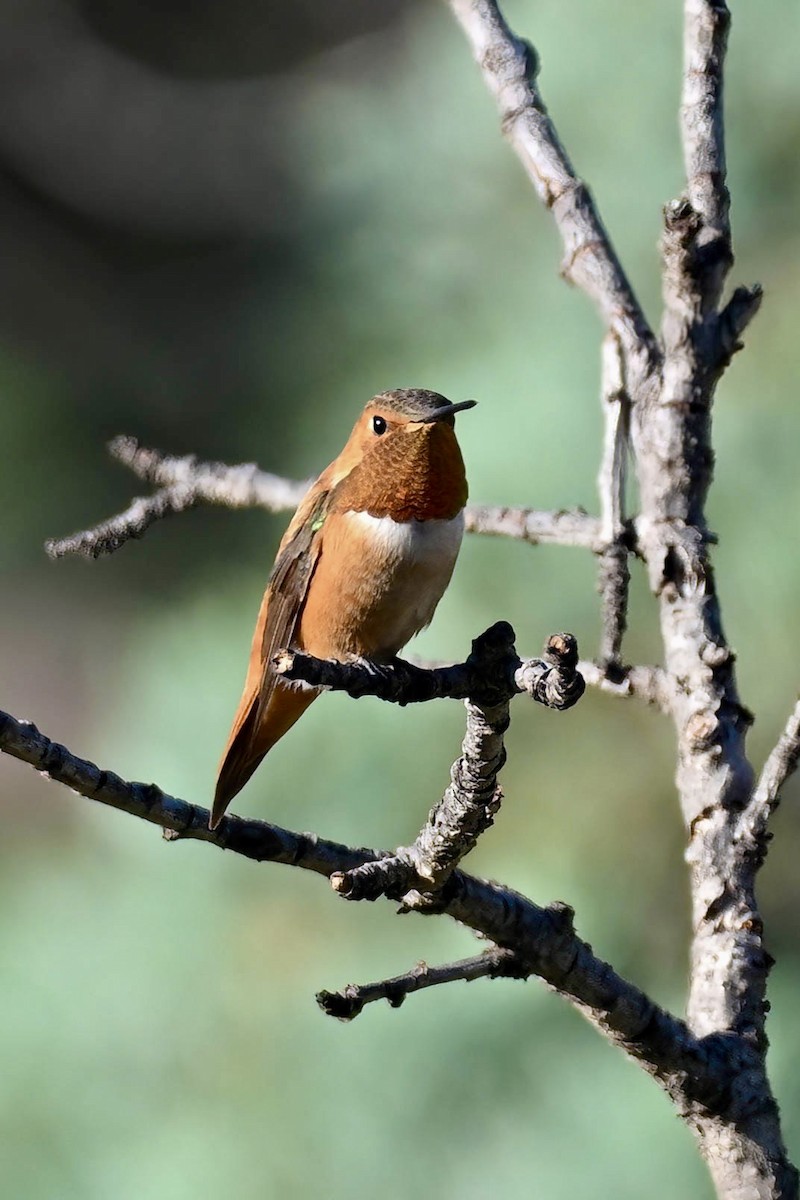 Rufous Hummingbird - ML640551076
