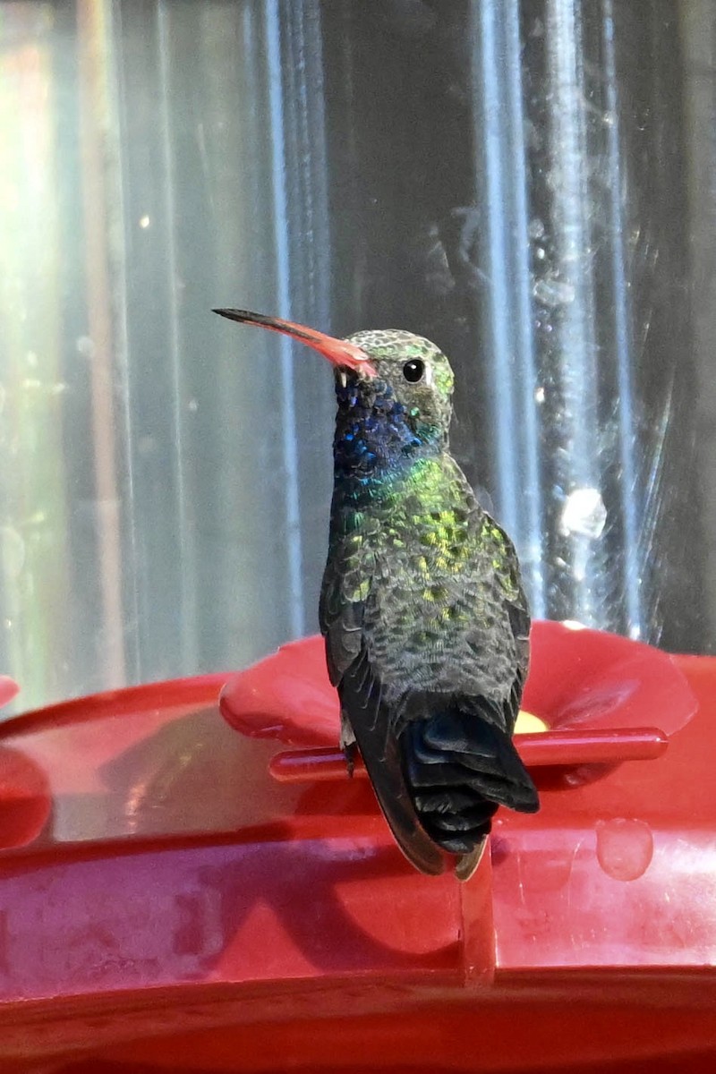 Broad-billed Hummingbird - ML640551088