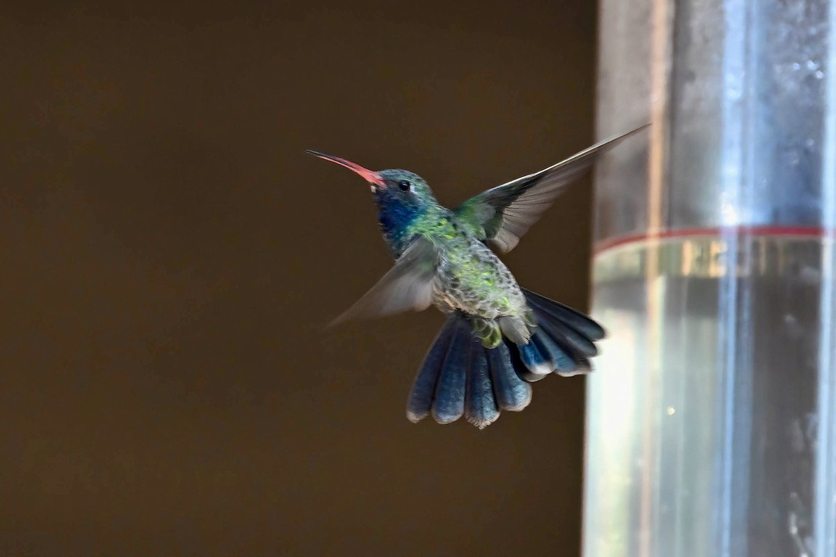 Broad-billed Hummingbird - ML640551089
