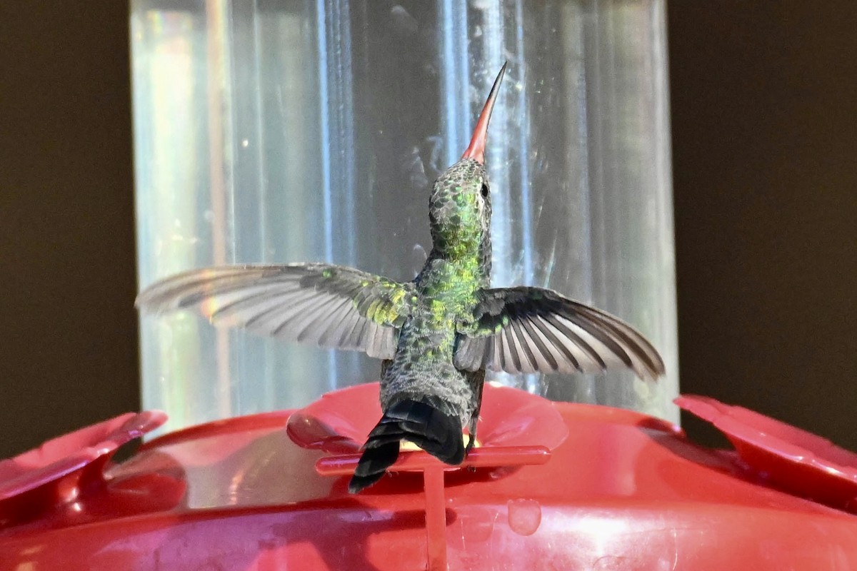 Broad-billed Hummingbird - ML640551090