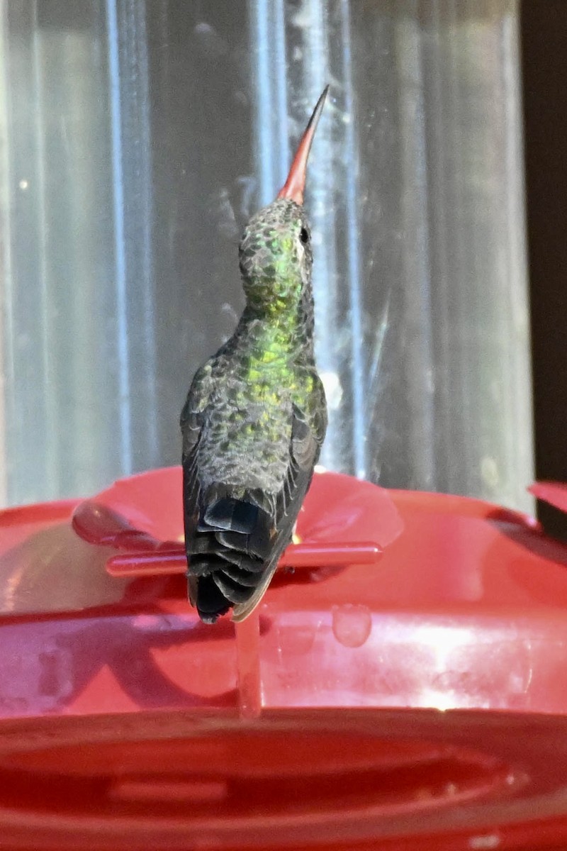 Broad-billed Hummingbird - ML640551091
