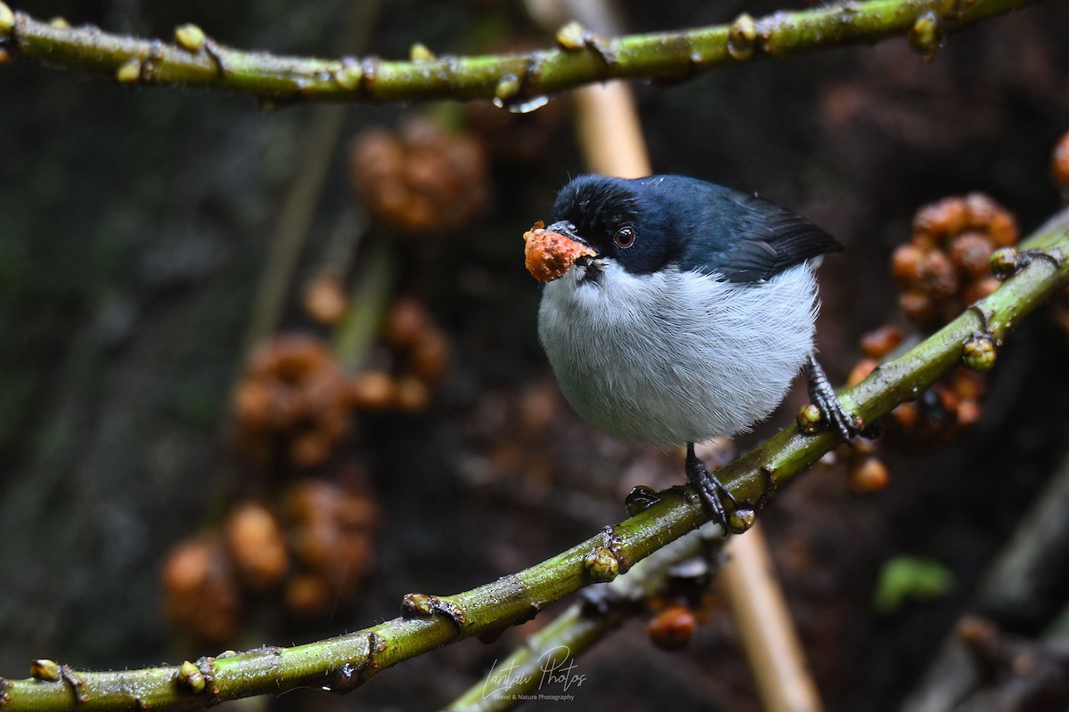 Bicolored Flowerpecker - ML640551151