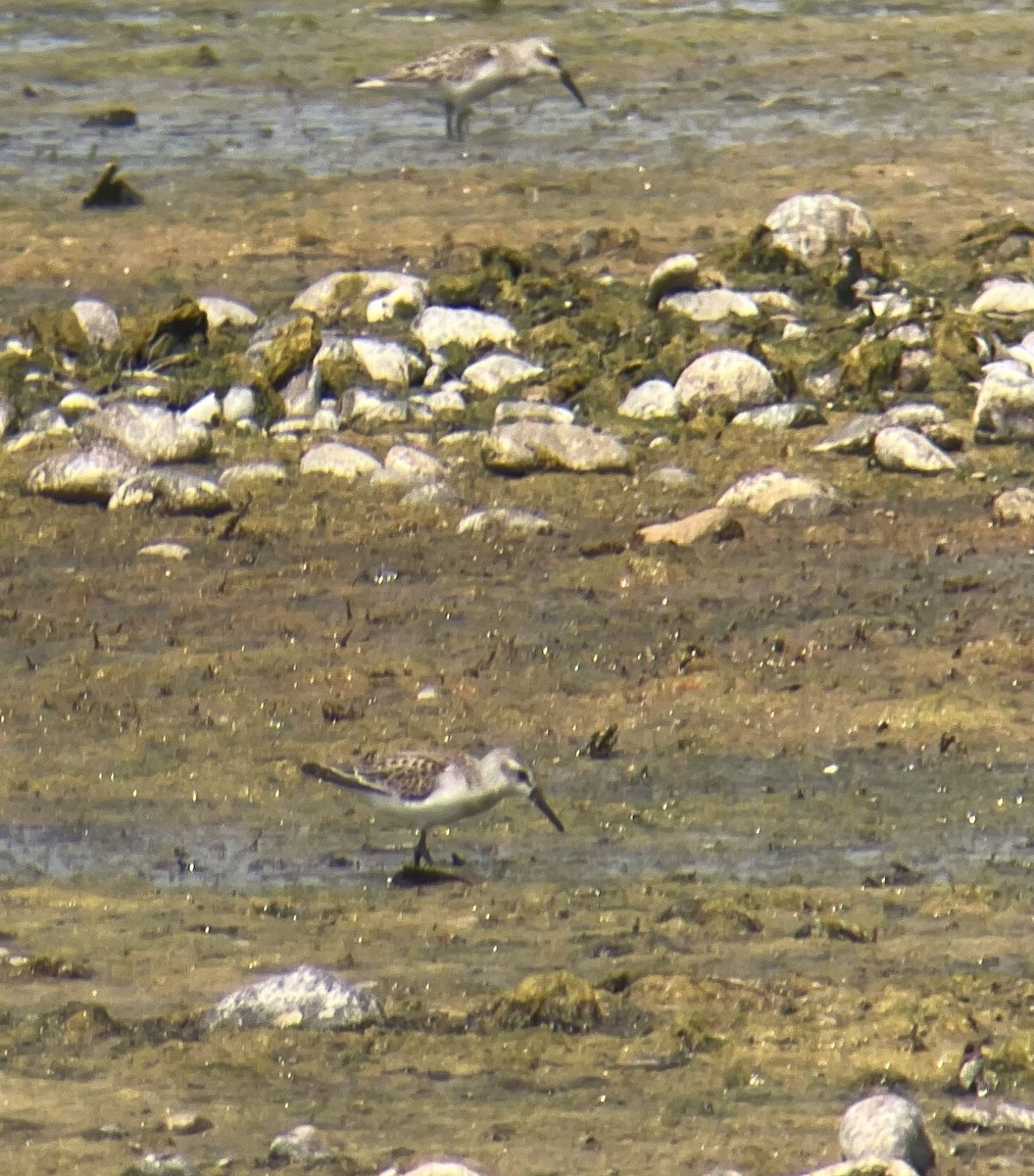 Gambecchio dell'Alaska - ML640551205