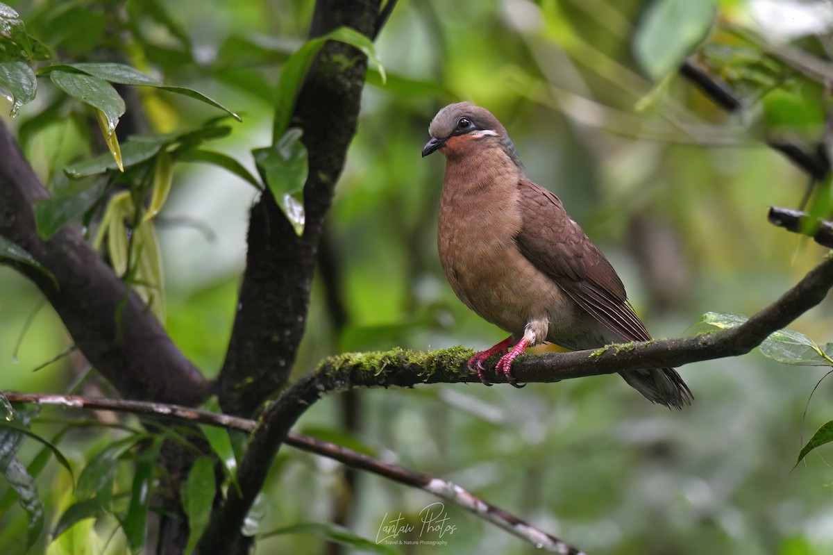 White-eared Brown-Dove - ML640551220