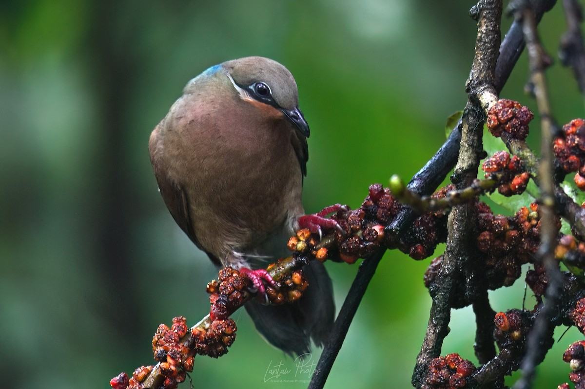 White-eared Brown-Dove - ML640551222