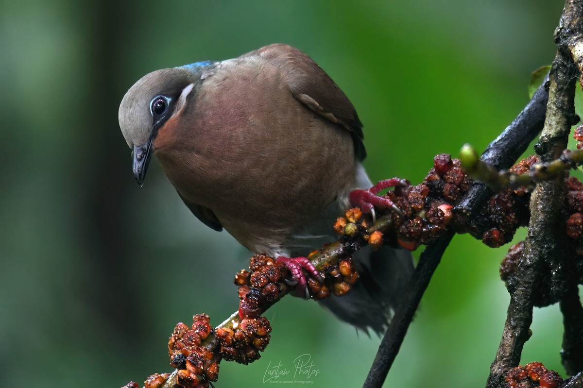 White-eared Brown-Dove - ML640551223