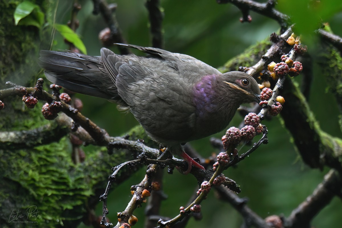 Amethyst Brown-Dove - ML640551238
