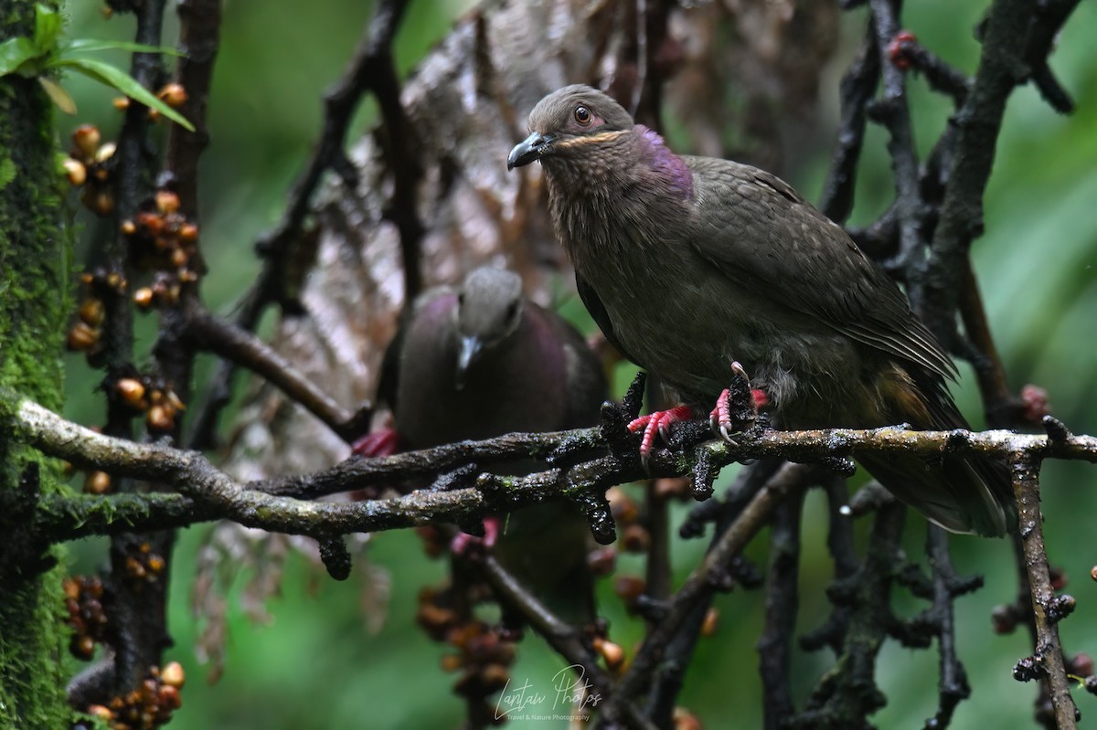 Amethyst Brown-Dove - ML640551239