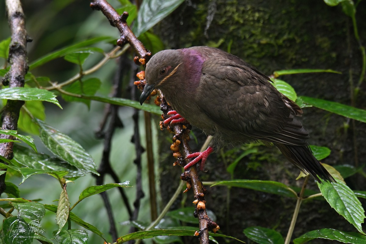 Amethyst Brown-Dove - ML640551240
