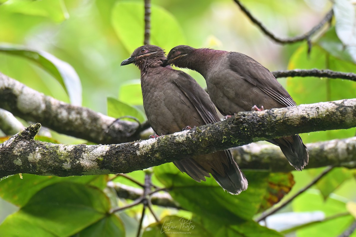 Amethyst Brown-Dove - ML640551243