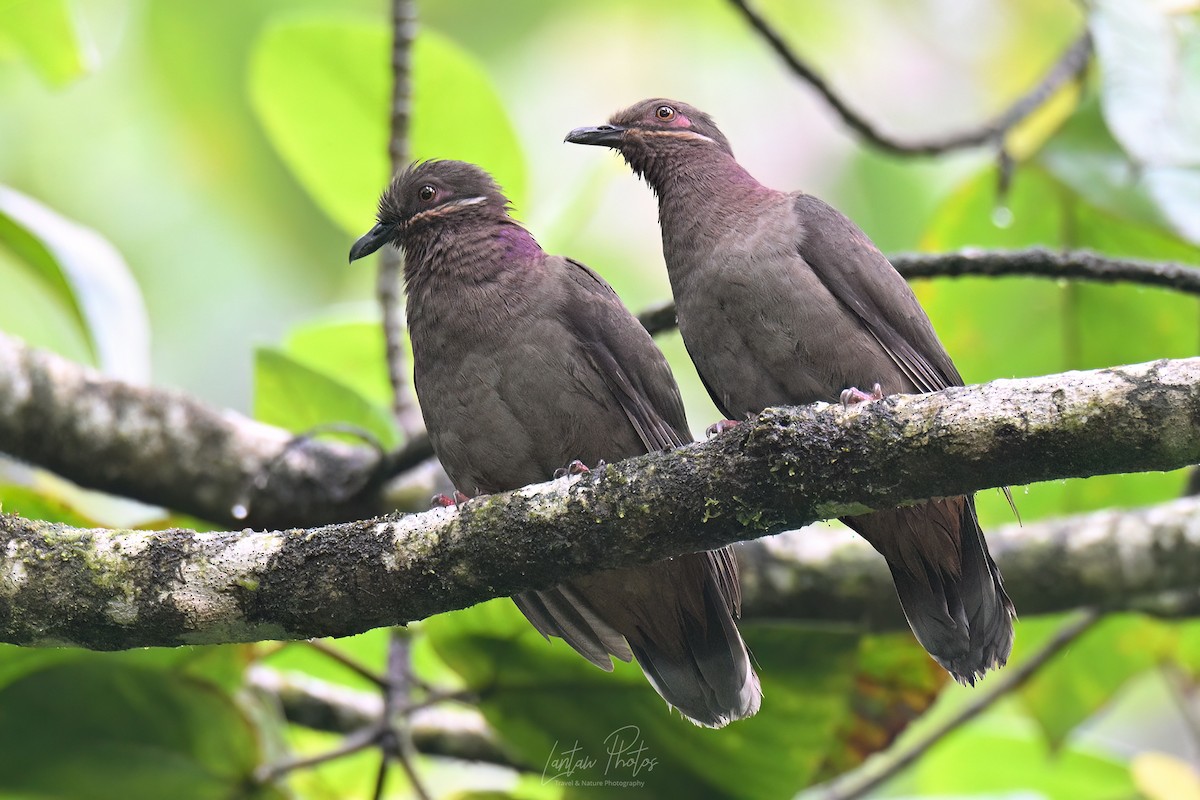 Amethyst Brown-Dove - ML640551244