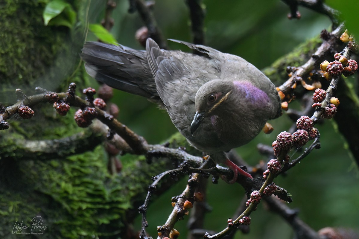 Amethyst Brown-Dove - ML640551245