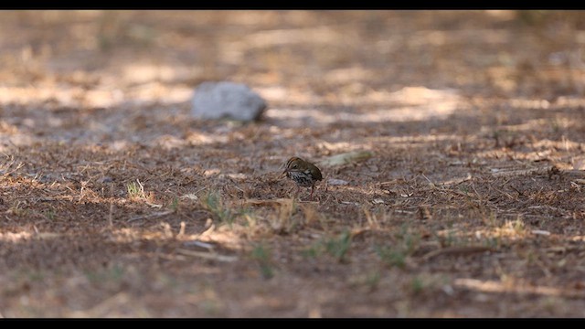 Ovenbird - ML640551300