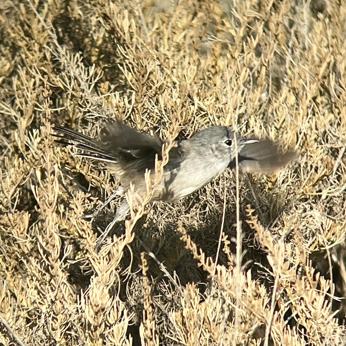 California Gnatcatcher - ML640551302