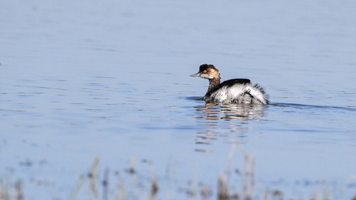 Eared Grebe - ML640551384