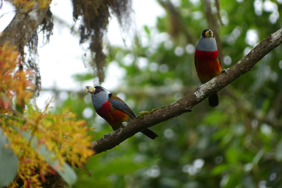 Toucan Barbet - ML640551450
