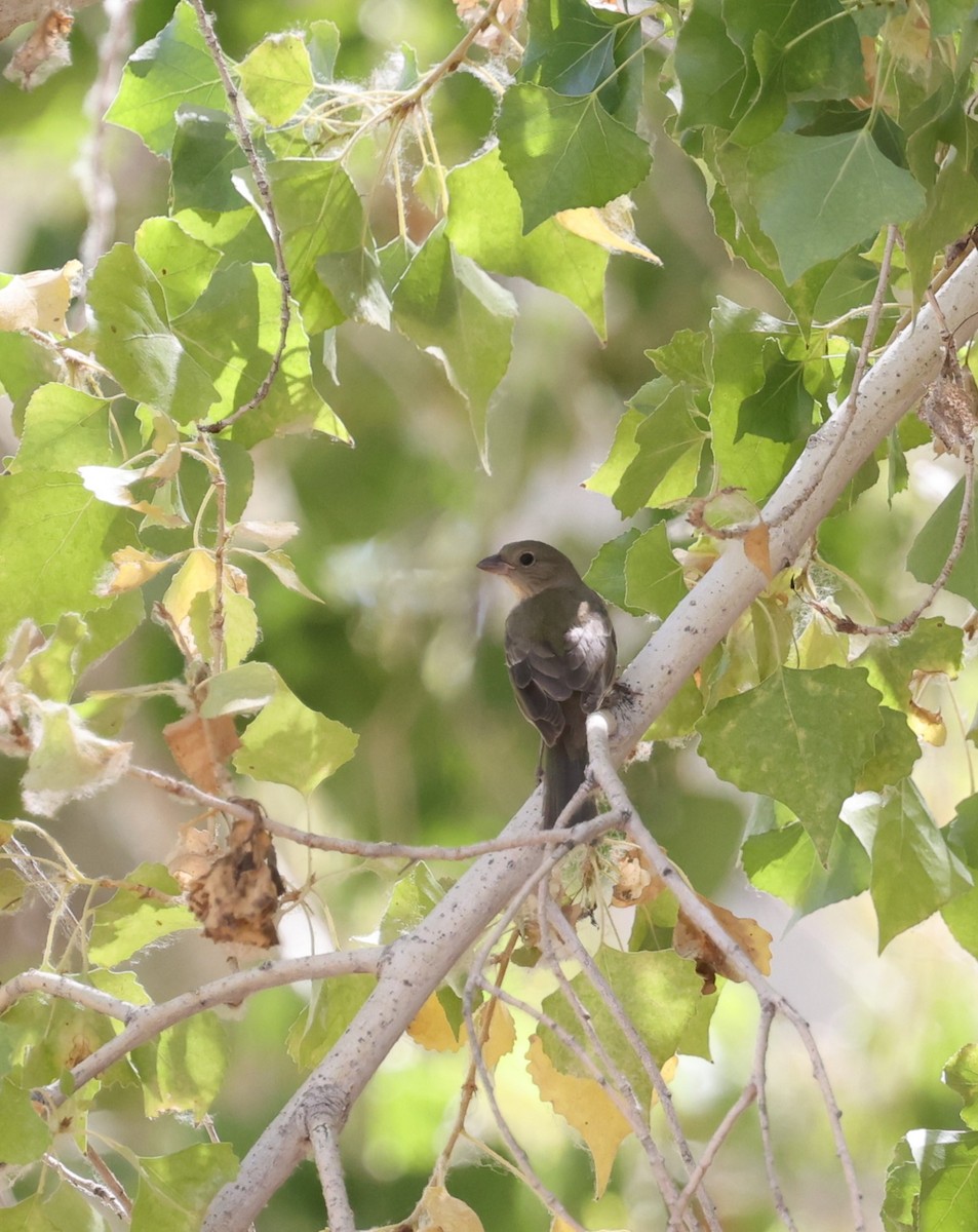 Painted Bunting - ML640551457