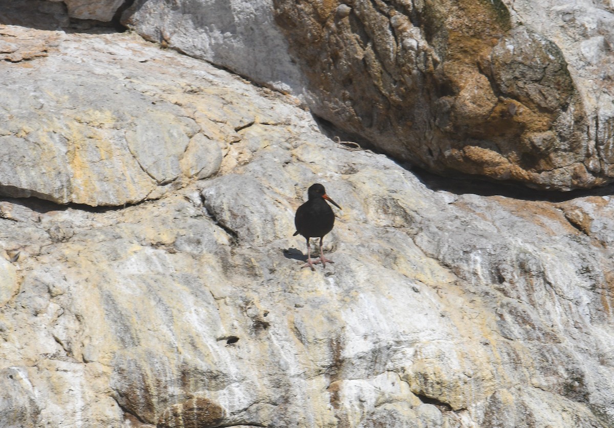Black Oystercatcher - ML640551474