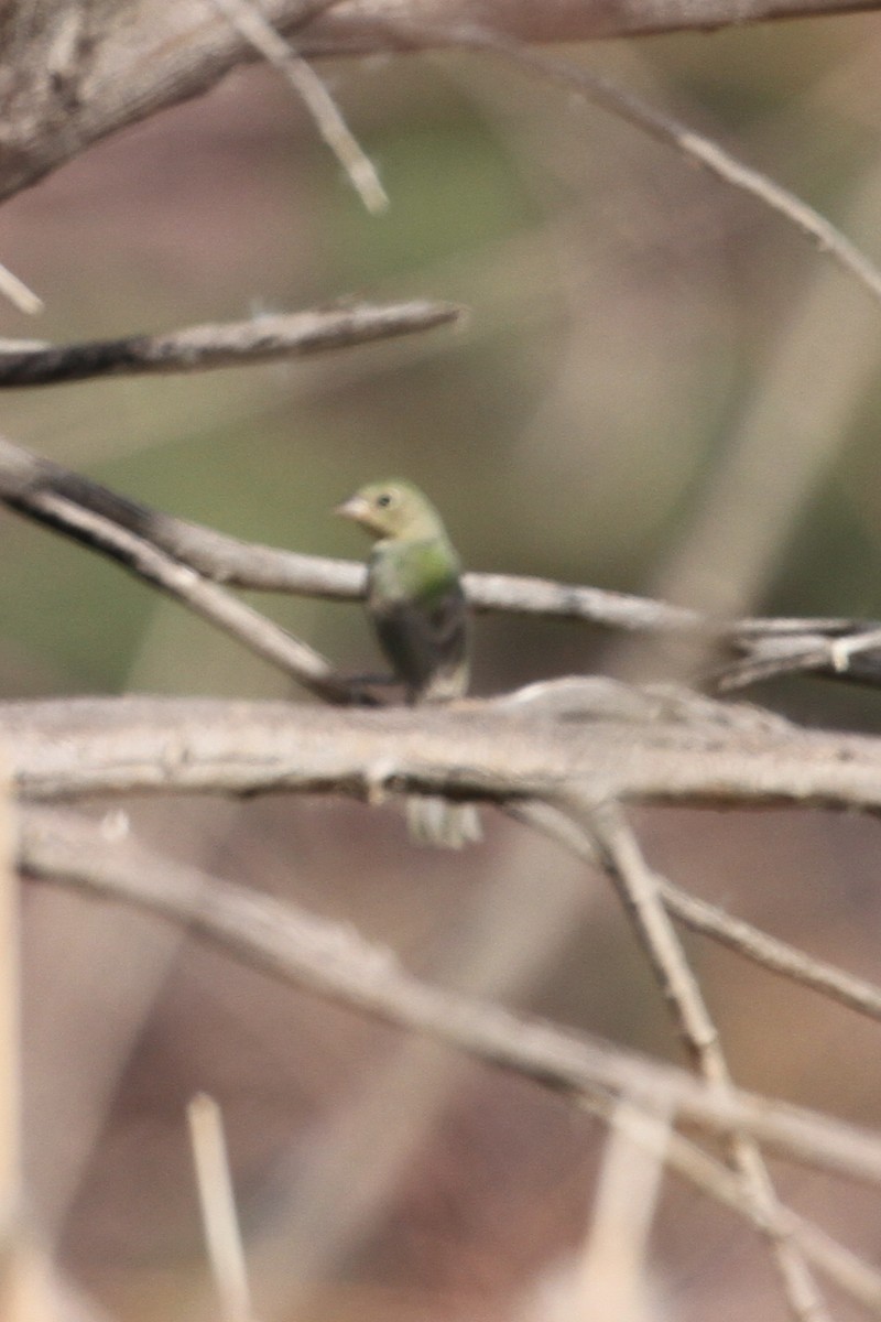 Painted Bunting - ML640551476
