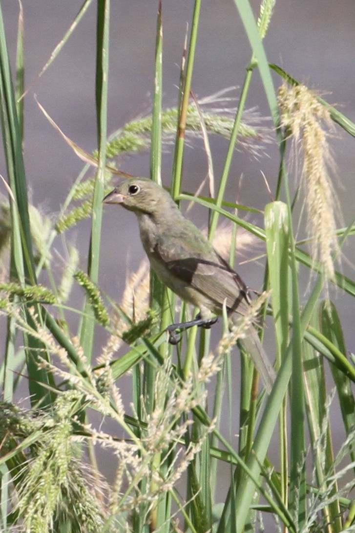 Painted Bunting - ML640551477