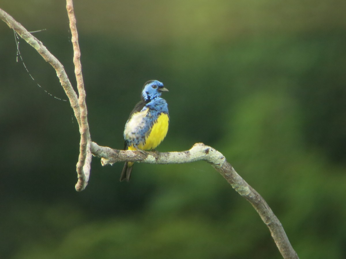 Turquoise Tanager - ML640551483
