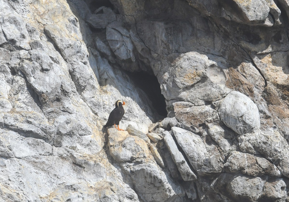 Tufted Puffin - ML640551488