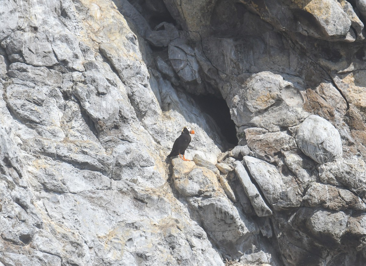 Tufted Puffin - ML640551489