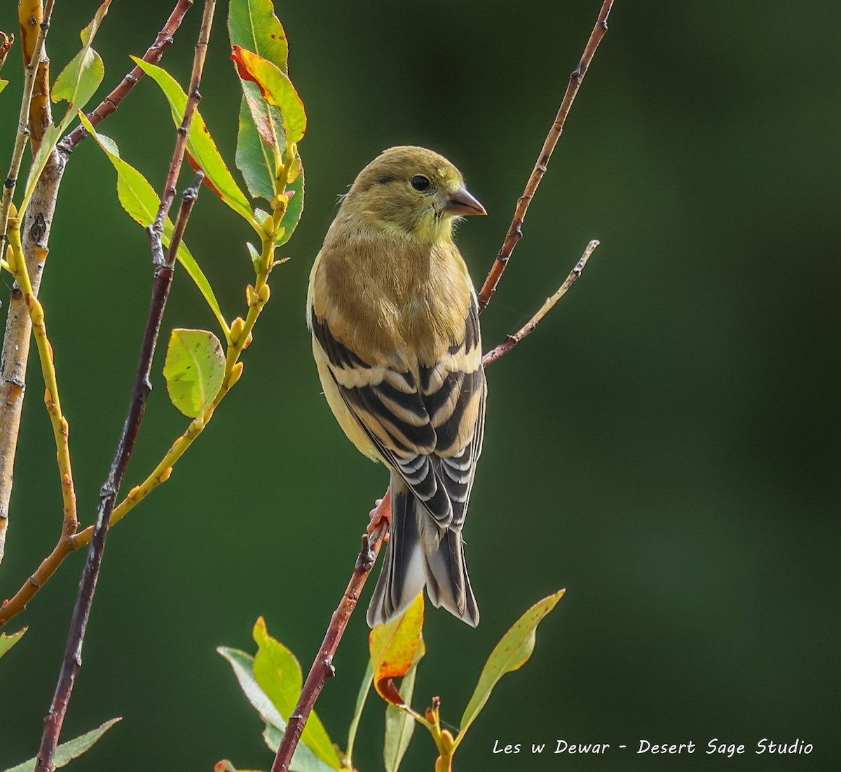 American Goldfinch - ML640551492