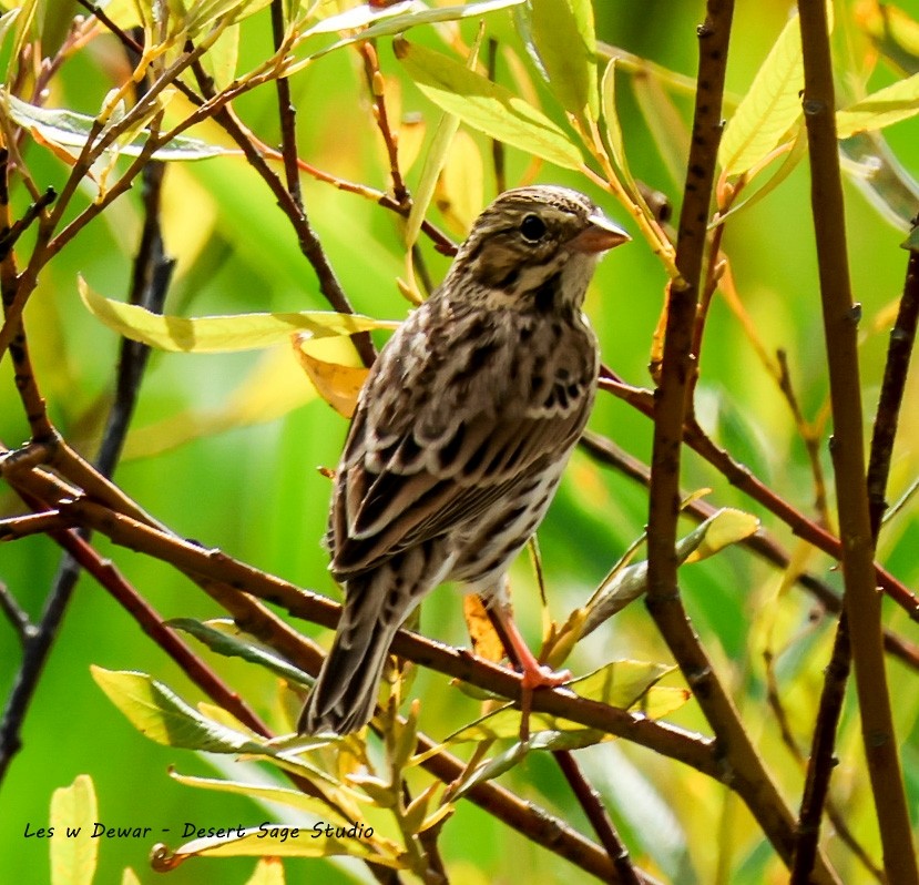 Savannah Sparrow - ML640551499