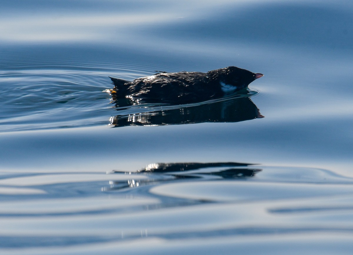 Ancient Murrelet - ML640551517