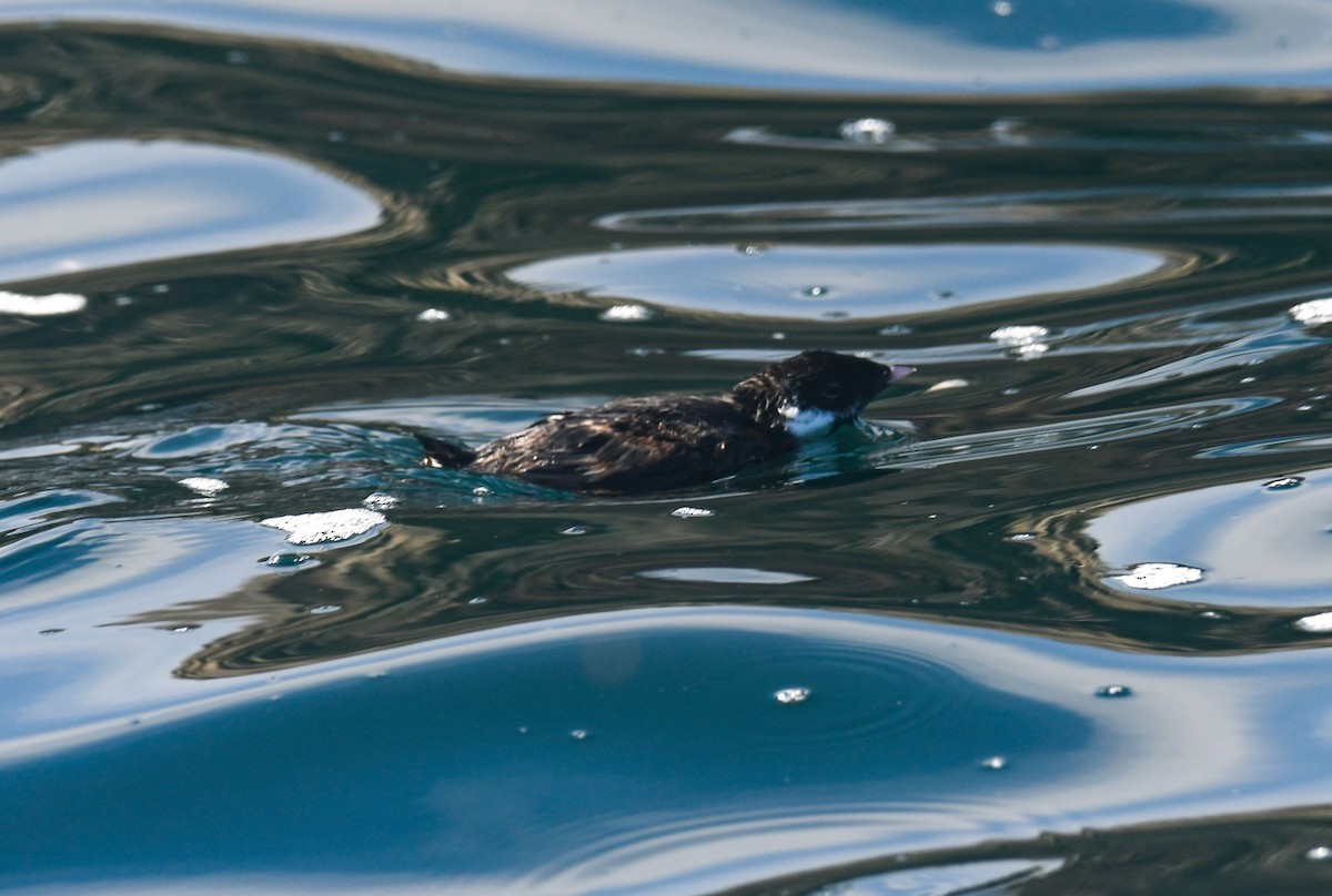 Ancient Murrelet - ML640551518