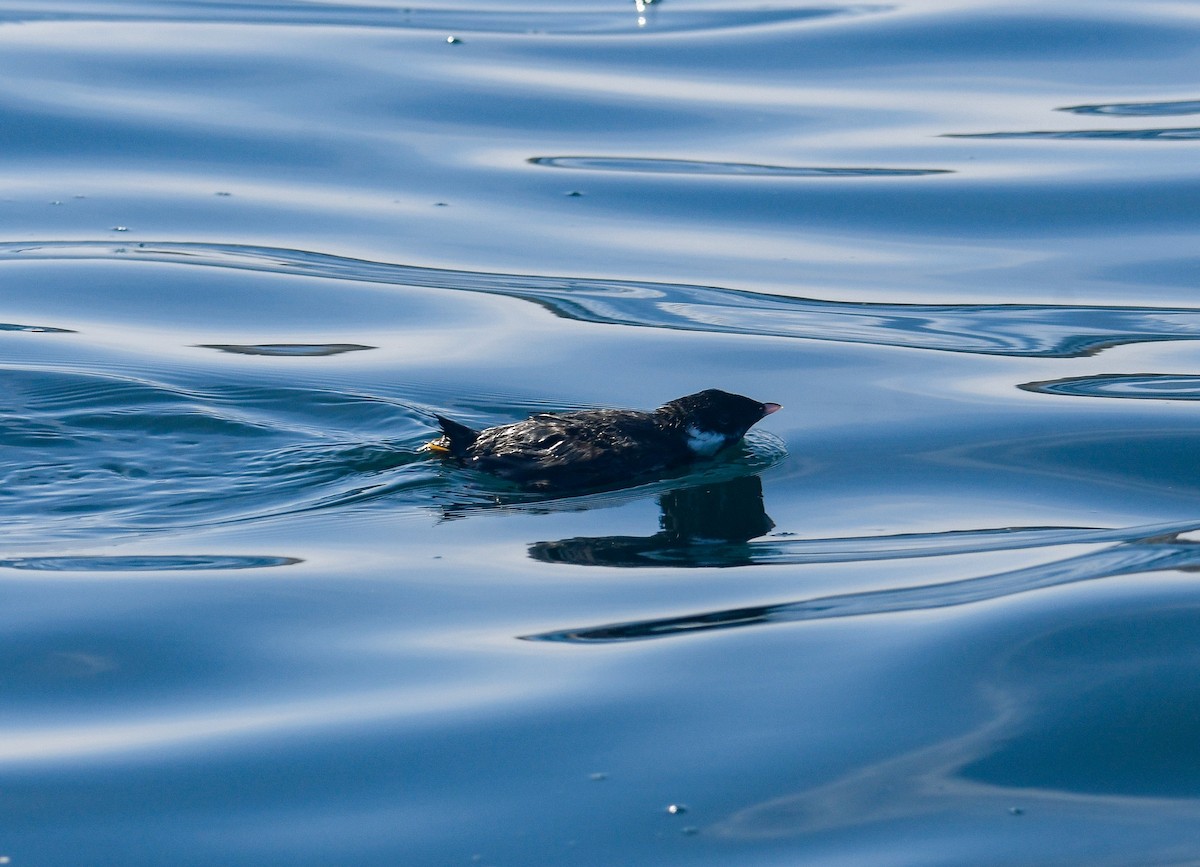 Ancient Murrelet - ML640551519