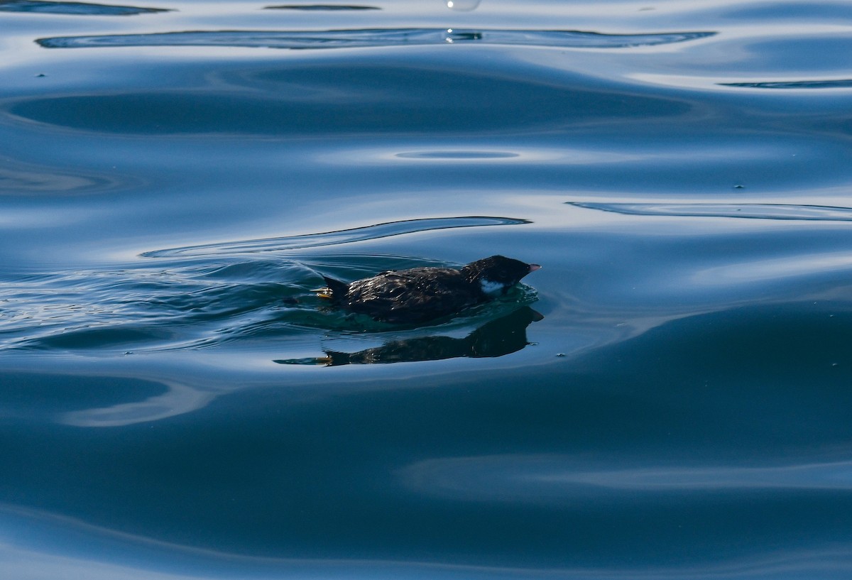 Ancient Murrelet - ML640551521