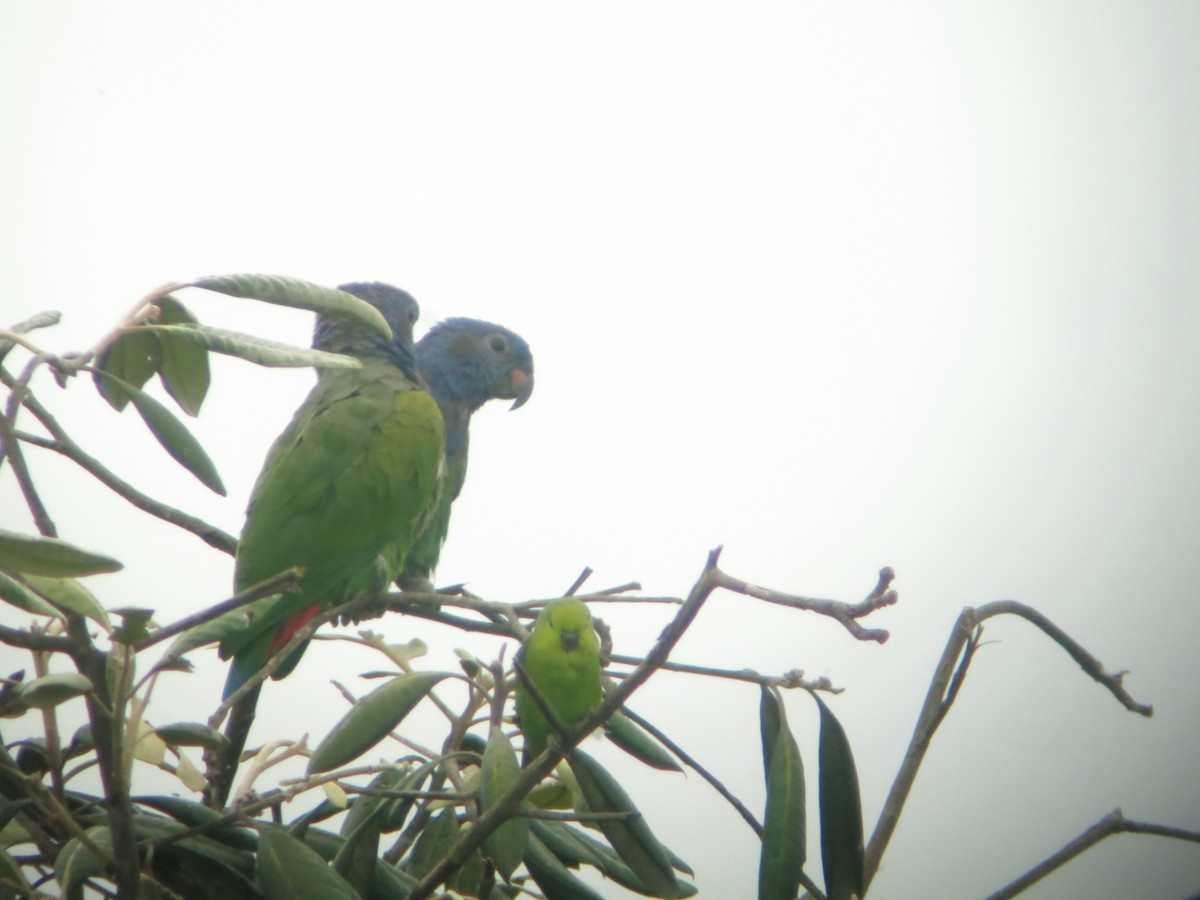 Dusky-billed Parrotlet - ML640551585