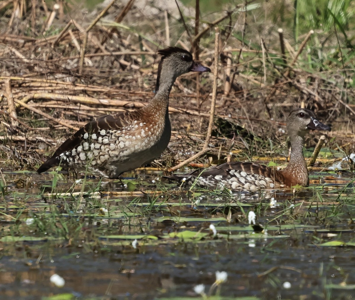 Spotted Whistling-Duck - ML640551630