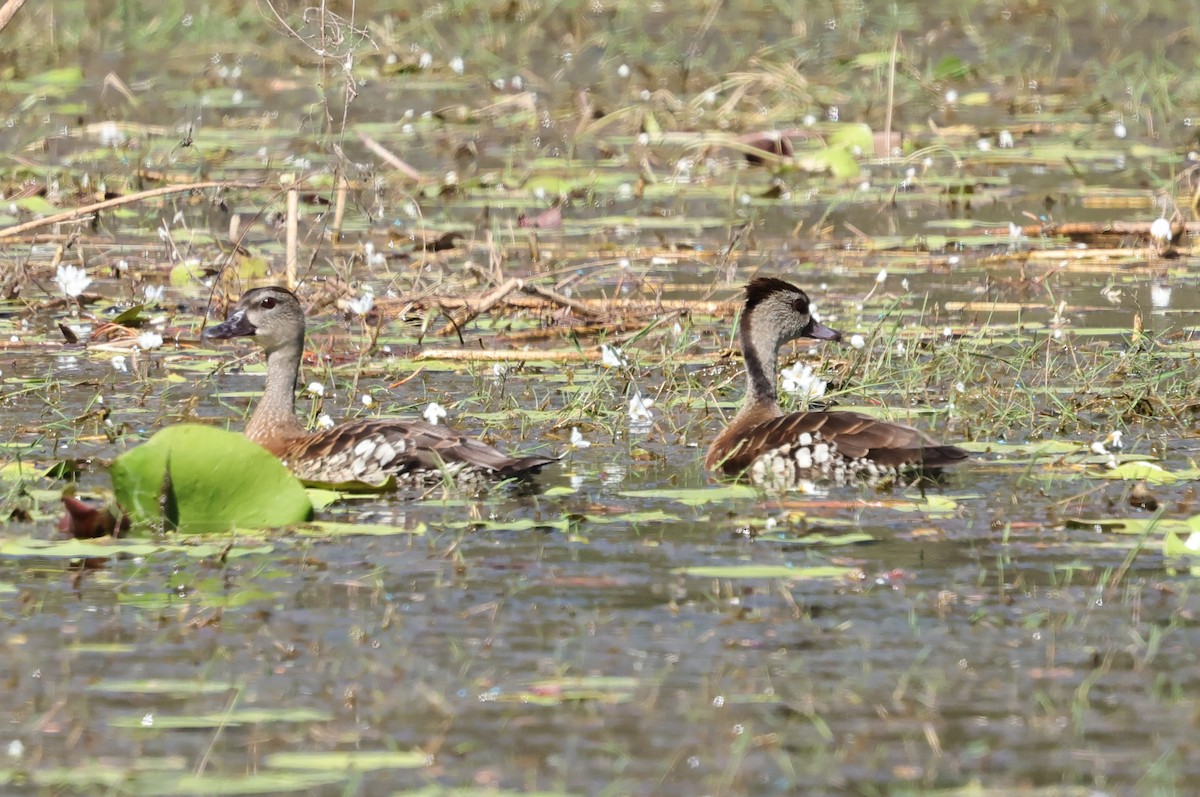 Spotted Whistling-Duck - ML640551635