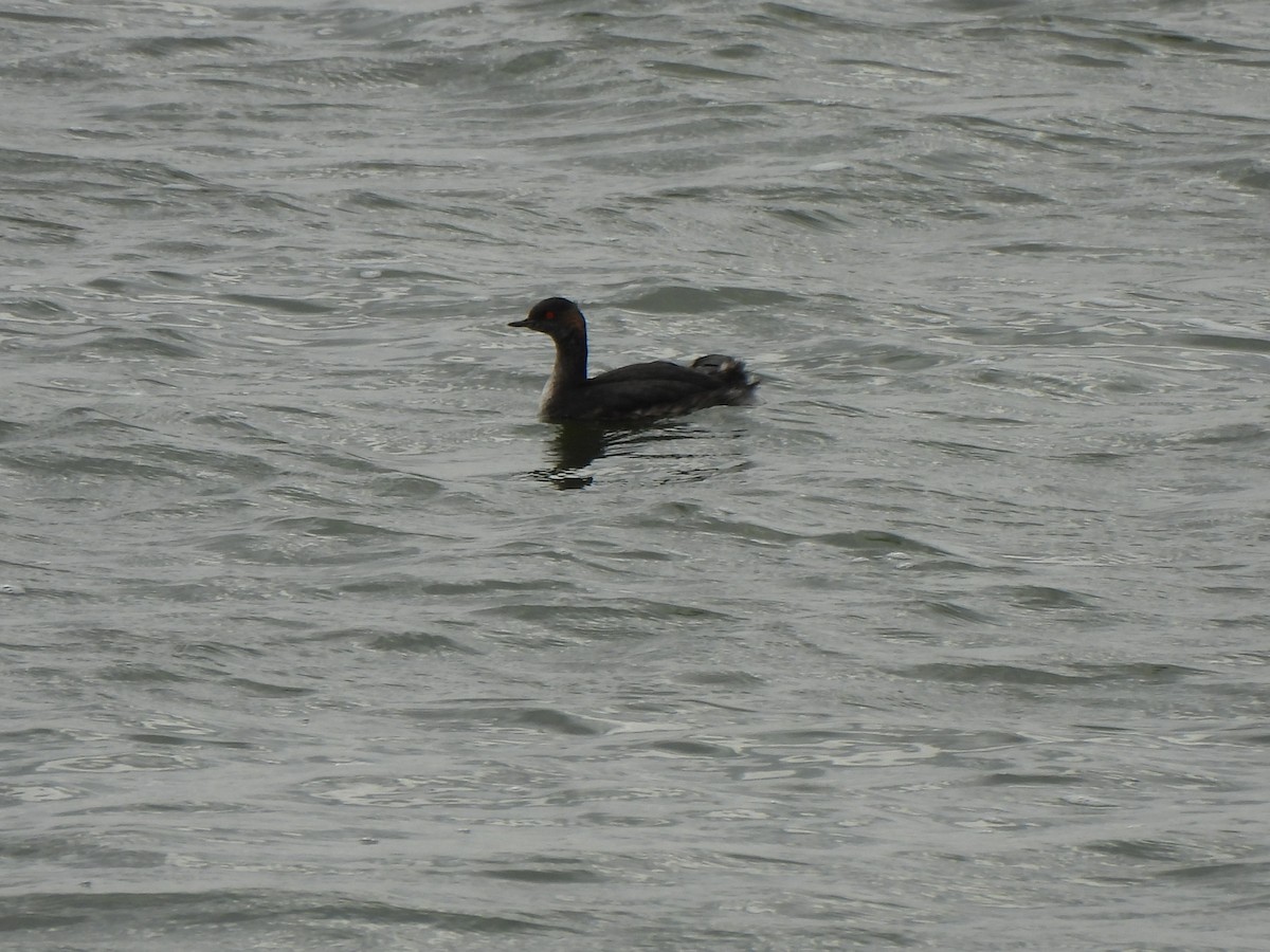 Eared Grebe - ML640551637