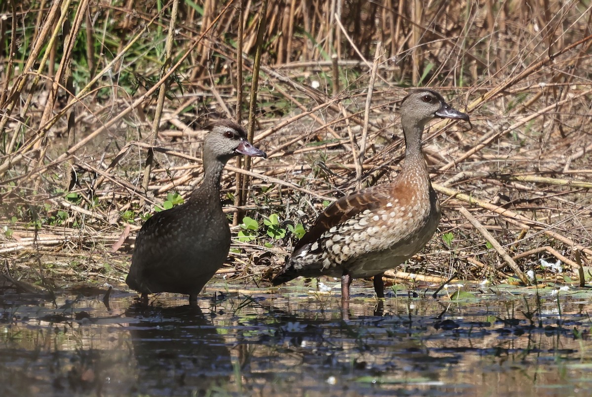 Spotted Whistling-Duck - ML640551642