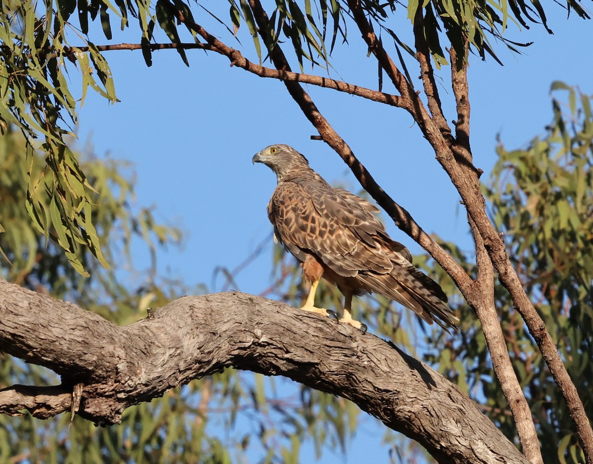 Red Goshawk - ML640551698