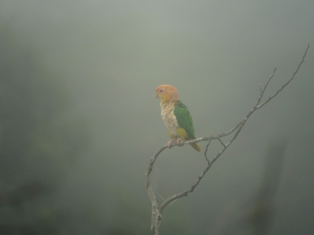 White-bellied Parrot - ML640551734