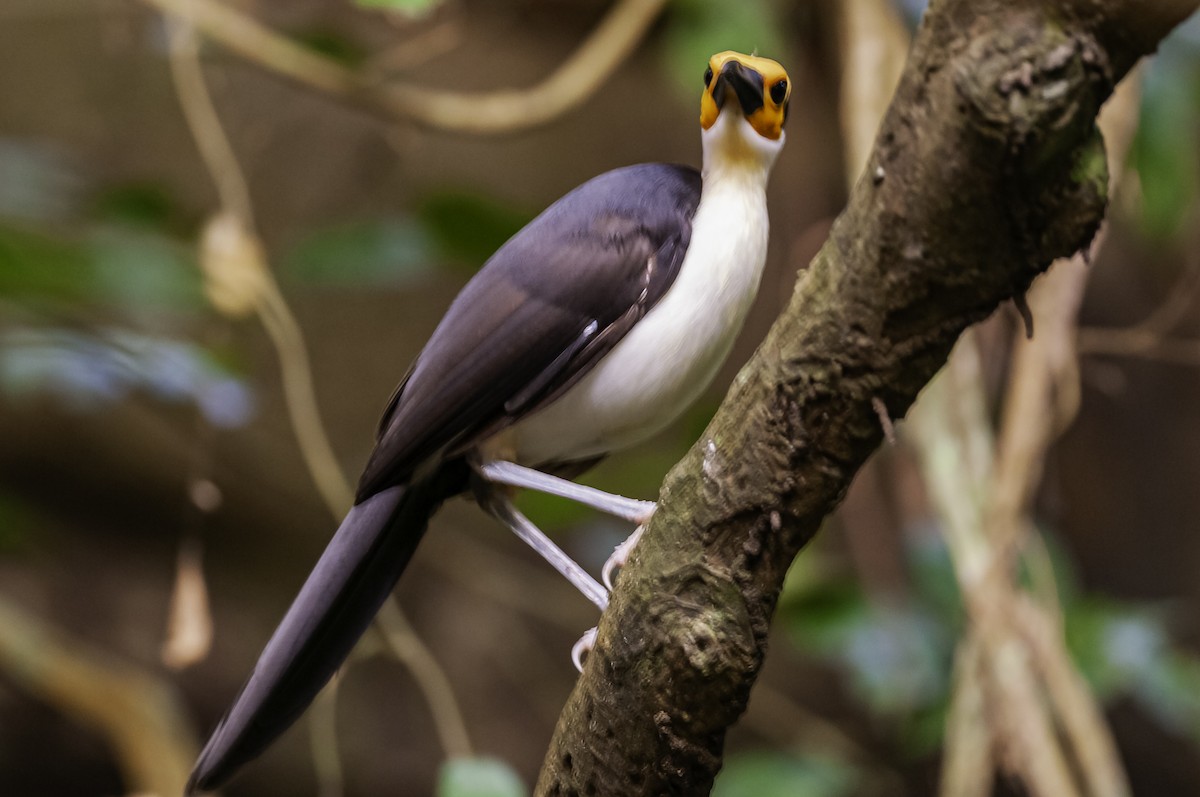 White-necked Rockfowl - ML640551739