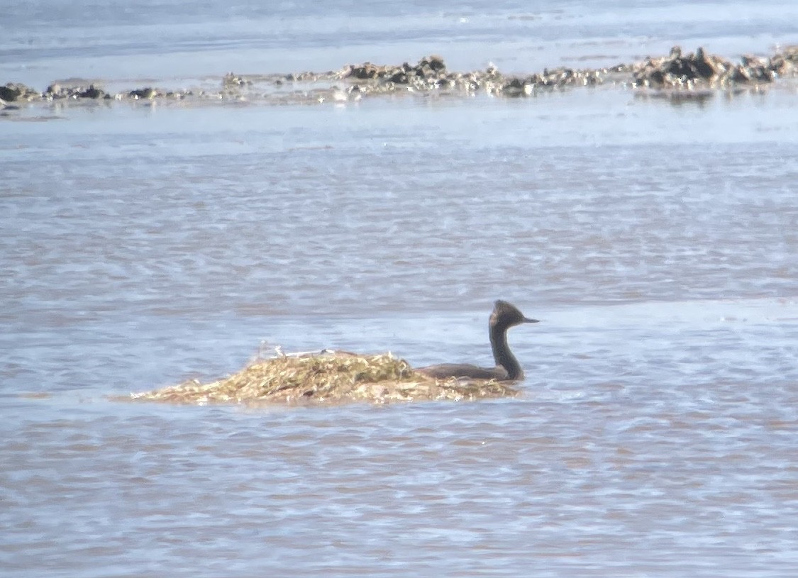 Eared Grebe - ML640551794