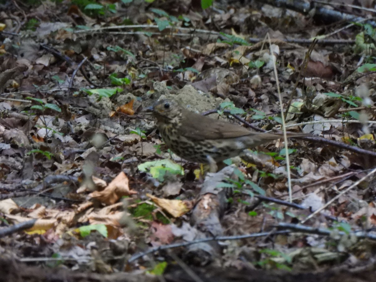 Song Thrush - ML640551799